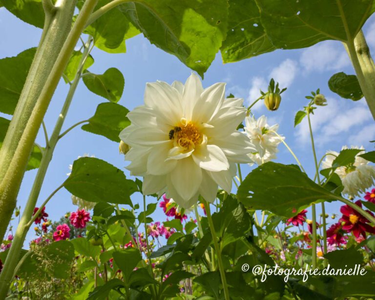 Dahlia's en zonnebloemen