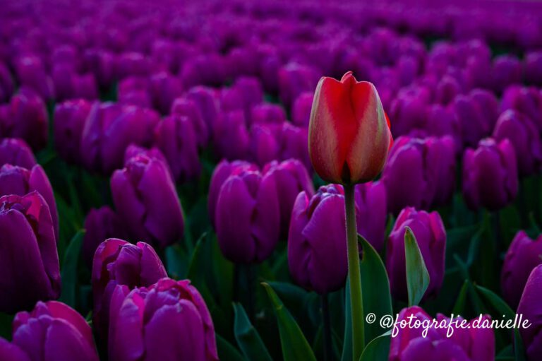 Tulpen collectie