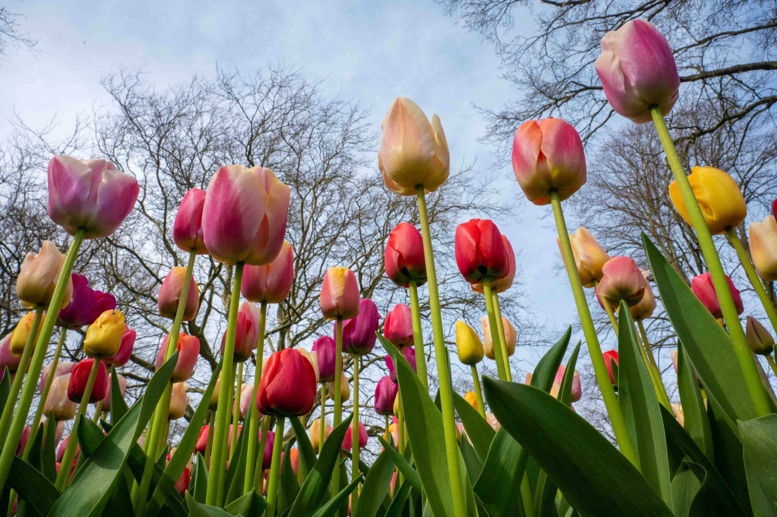 Tulpen van onderen gefotografeerd door Fotografie Daniëlle